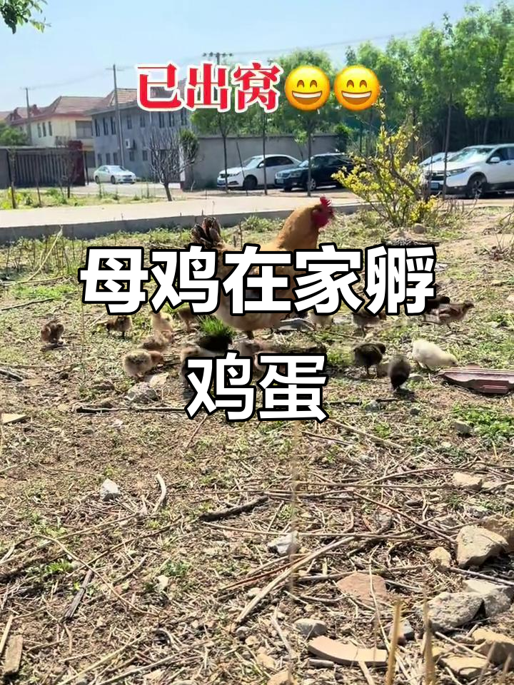 在家孵蛋的有趣过程,走地鸡孵化记