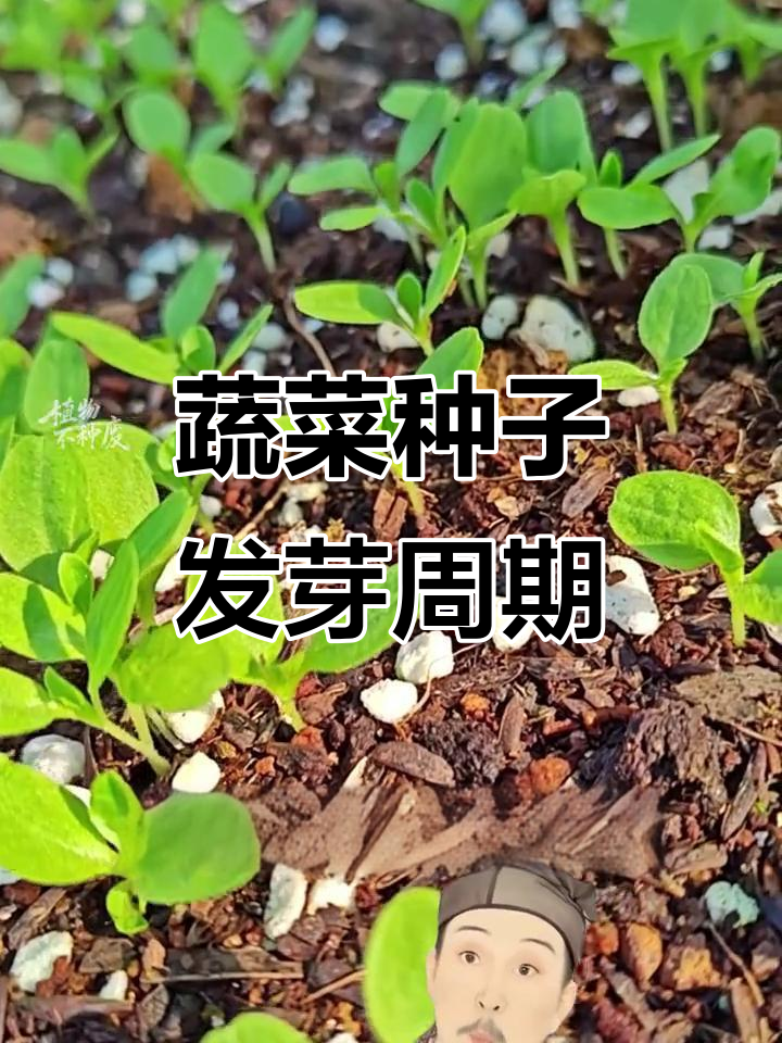 常见蔬菜种子发芽时间大揭秘,阳台种菜小技巧