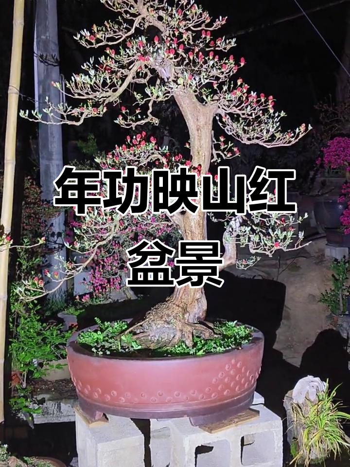 稀有鸡血红花色映山红盆景,年工大货展示