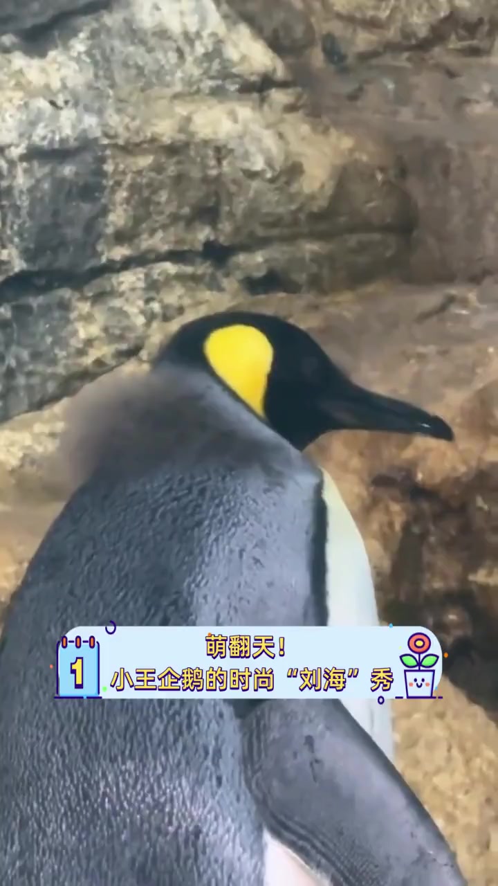 萌翻天!小王企鹅的时尚“刘海”秀