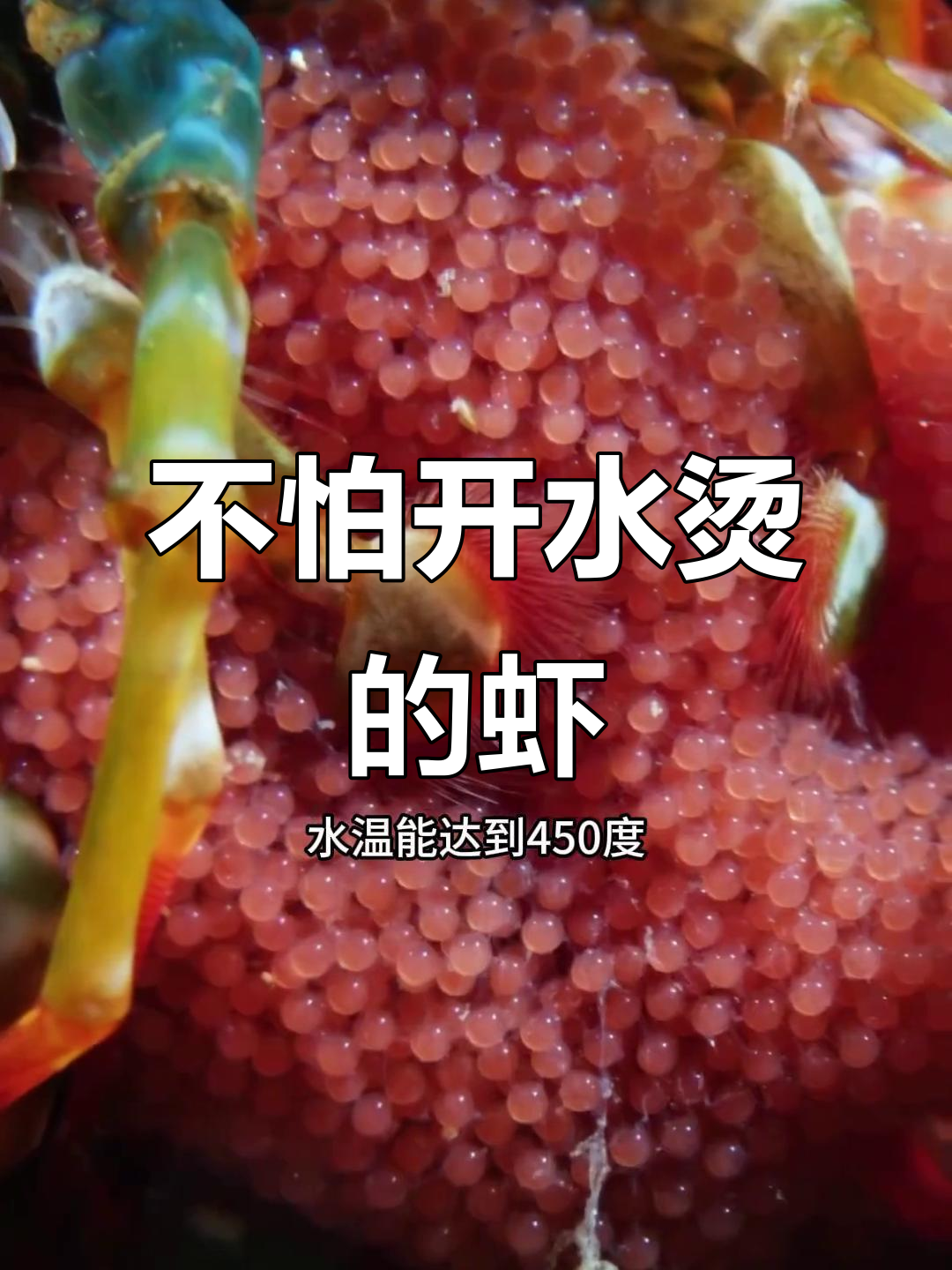 超级耐热虾:450度高温下洗澡,深海中的“热水”挑战