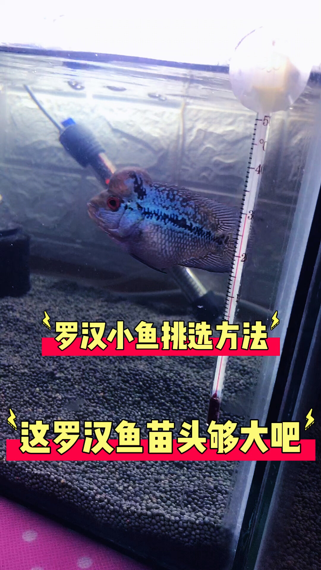 如何挑选罗汉鱼苗