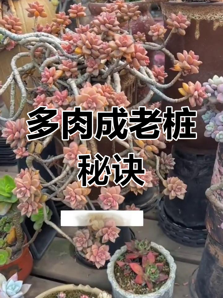想让多肉变老桩?戳个洞埋起来,轻松养成壮硕植株!