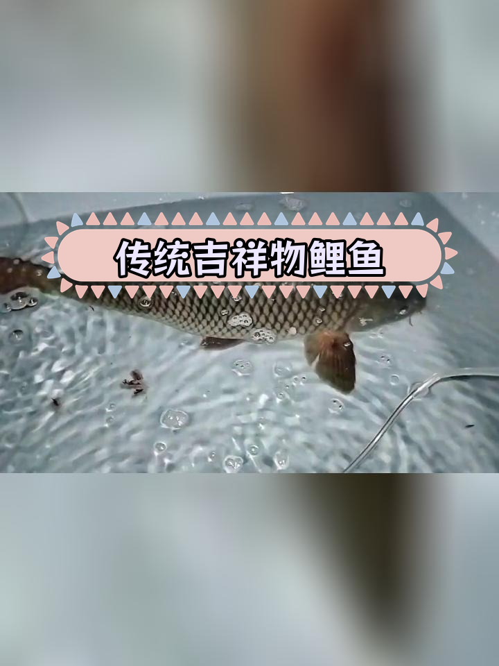 鲤鱼:温带淡水鱼的代表