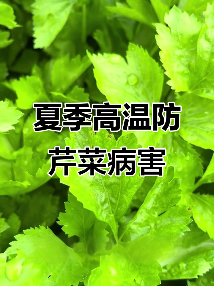 芹菜斑枯病高发期，雨天注意预防措施