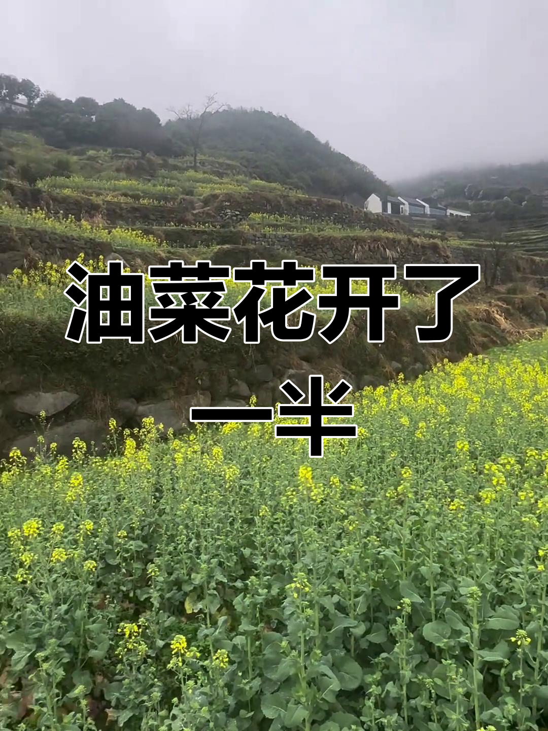 覆卮山油菜花盛开情况:三分之一已全开,其余待放