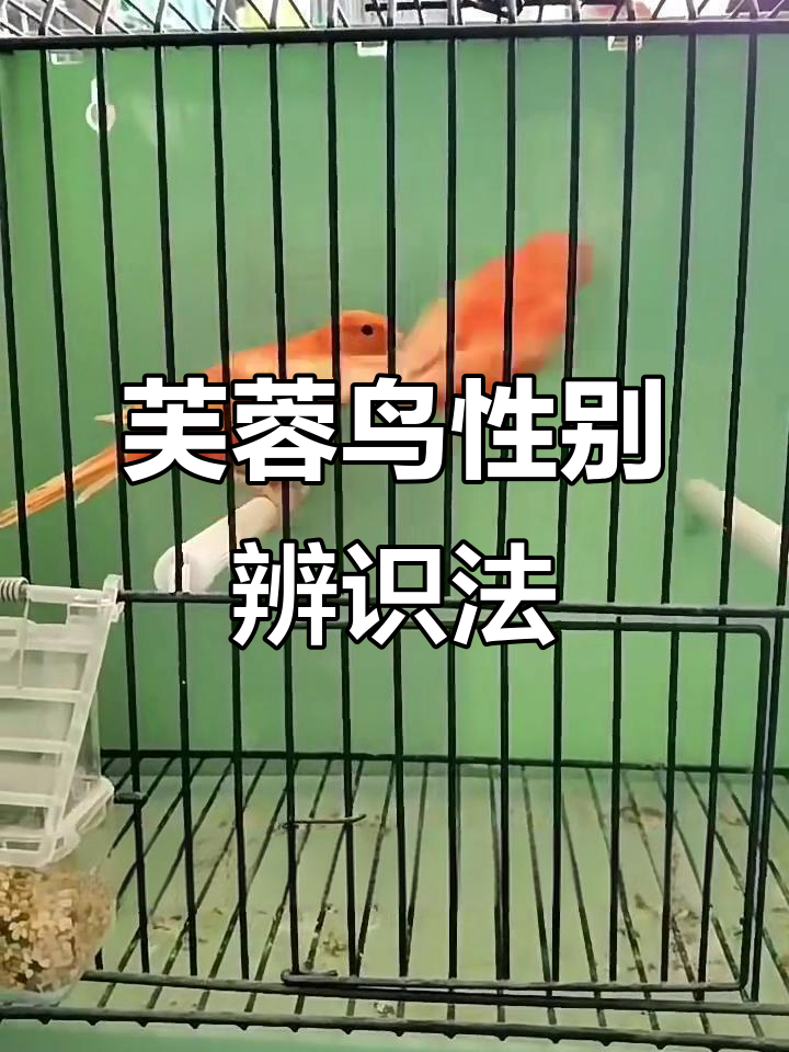 芙蓉鸟雌雄分辨技巧,轻松辨别公母