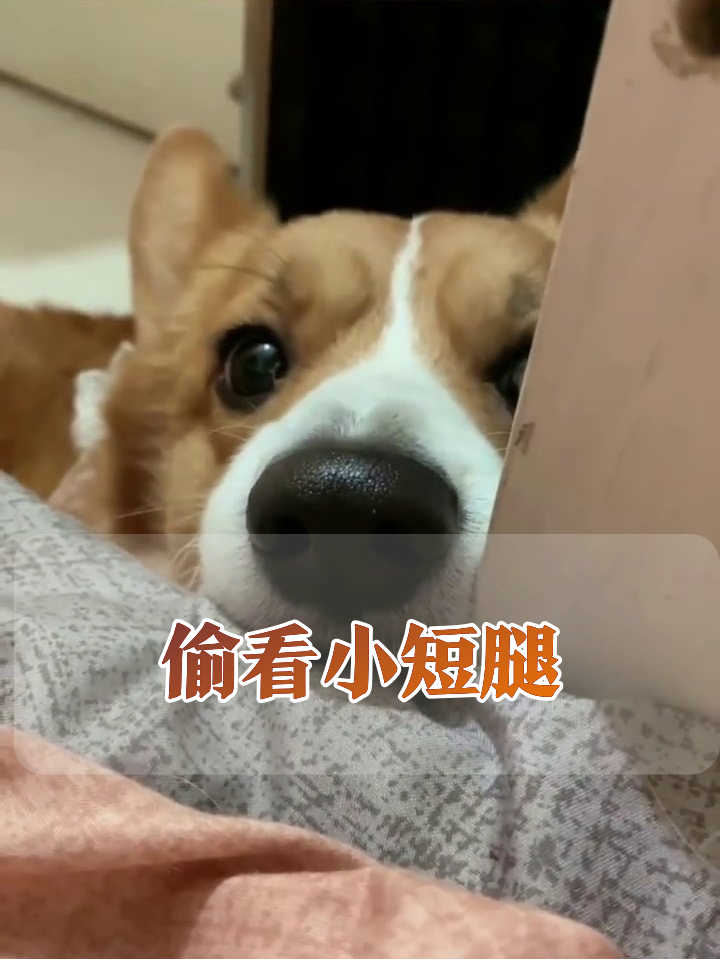 柯基偷看被抓包,被戳鼻子秒变无辜脸,萌化了!