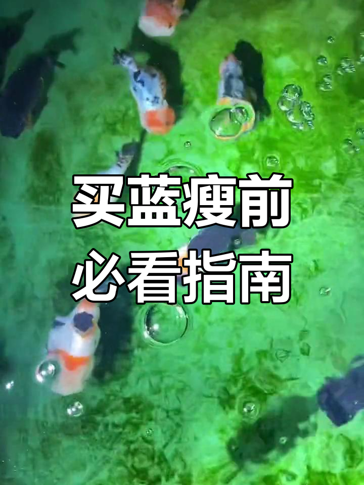 如何挑选兰寿金鱼,避免走弯路