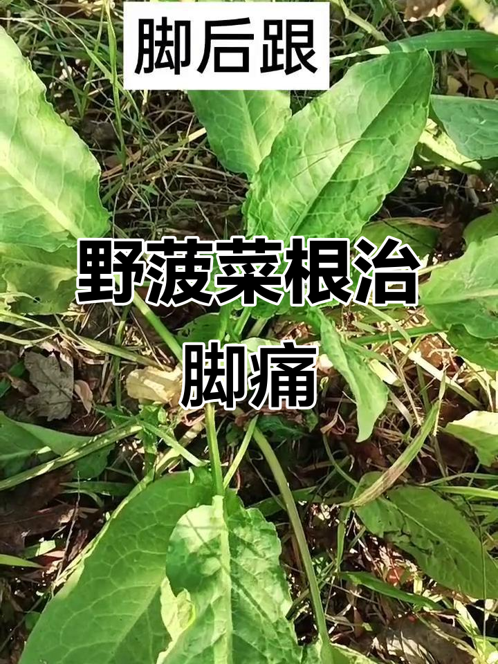 野菠菜根能治脚后跟疼,试试这个方法