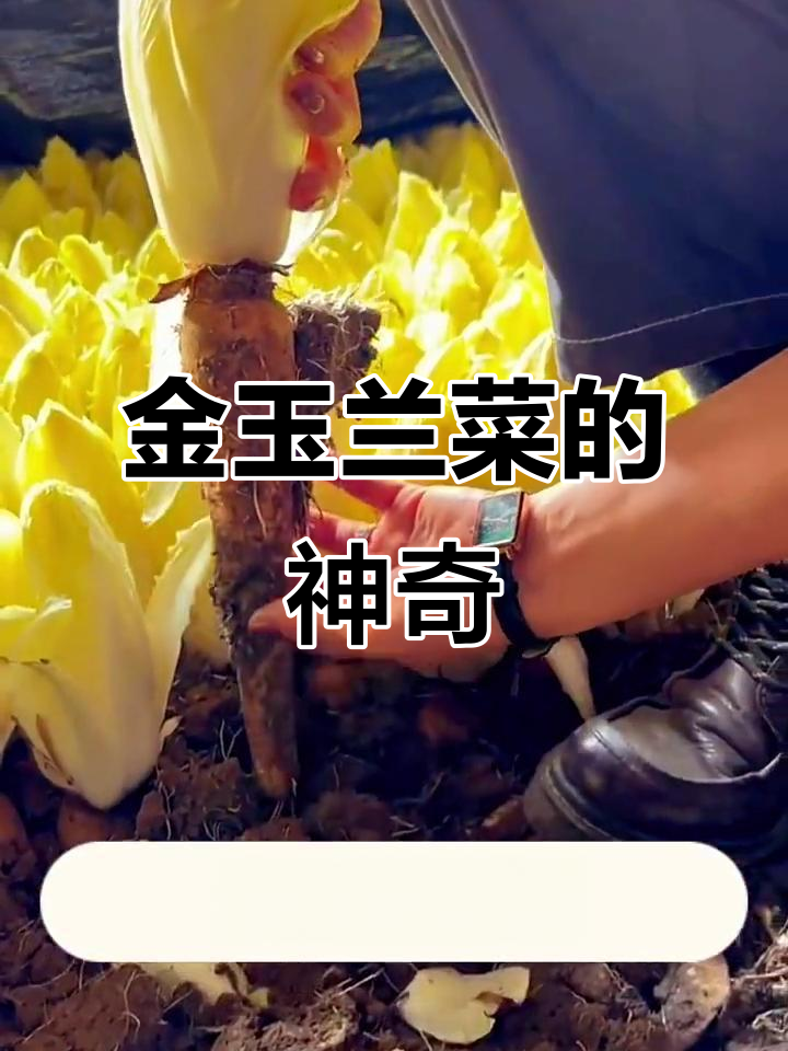 山药和娃娃菜竟能共存,这种高端蔬菜你见过吗?