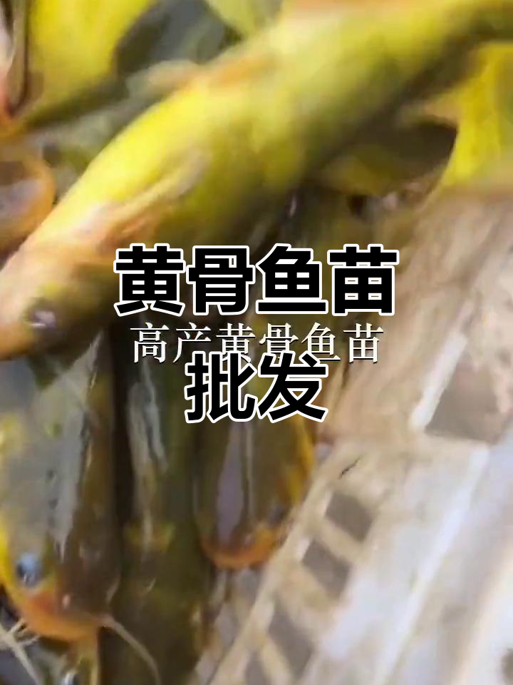 优质黄骨鱼苗供应，深圳各大鱼苗场批发