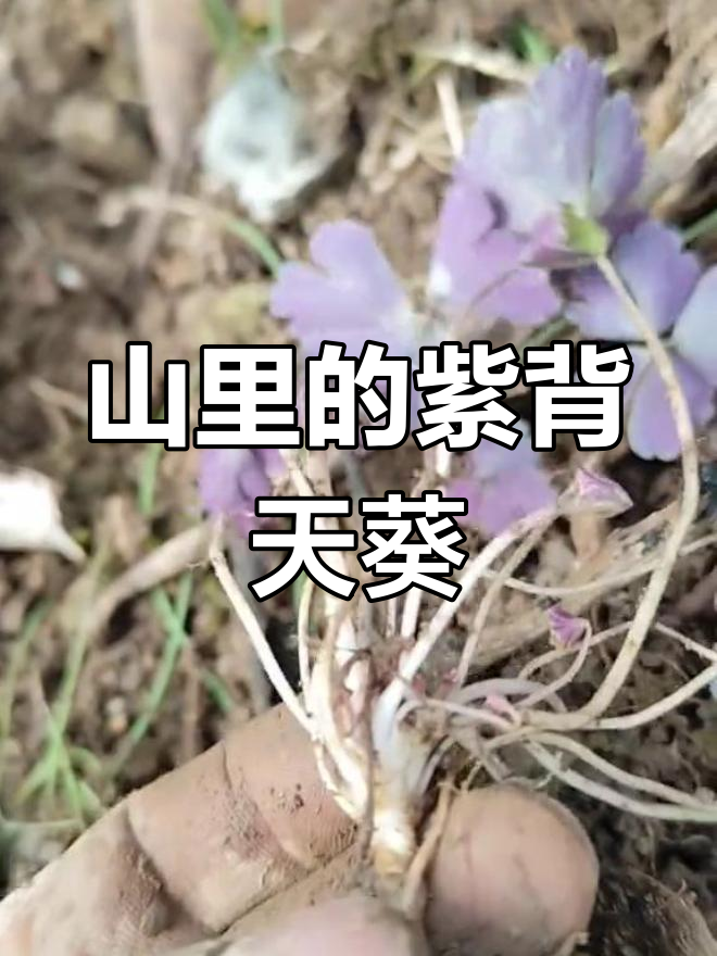 灰灰菜有毒?了解这种春季野菜的真相