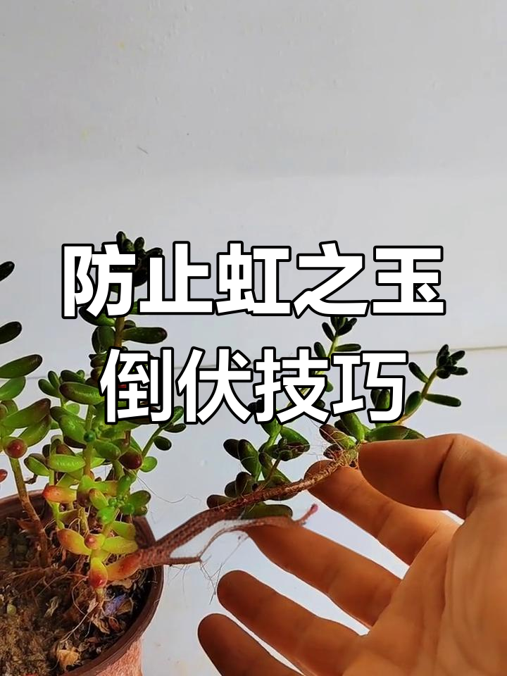 如何避免多肉虹之玉茎秆倒伏?这两招让它更健康