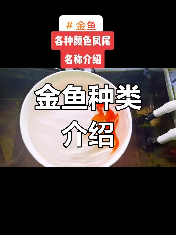各种颜色凤尾金鱼名称解析