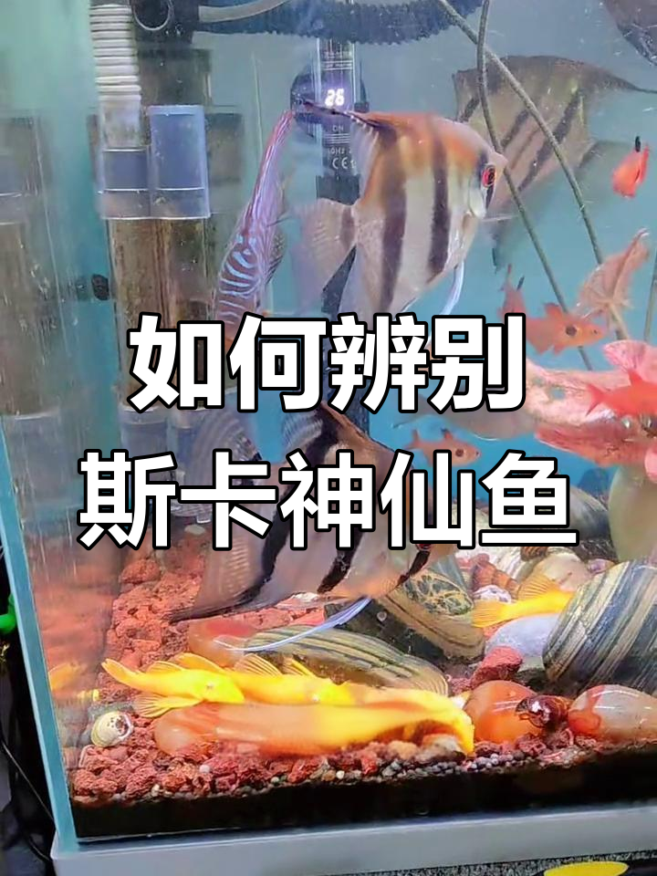 斯卡神仙鱼品种揭秘:如何分辨不同类型