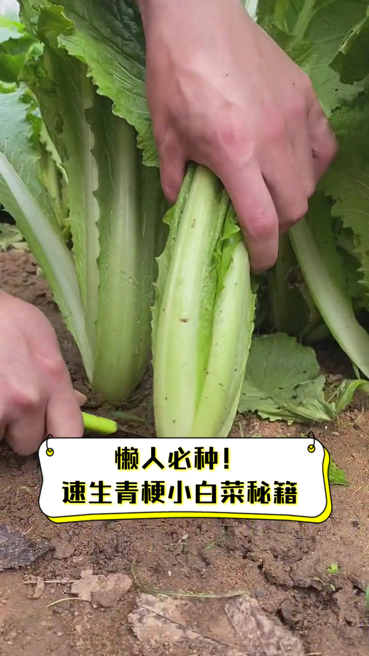 懒人必种!速生青梗小白菜秘籍