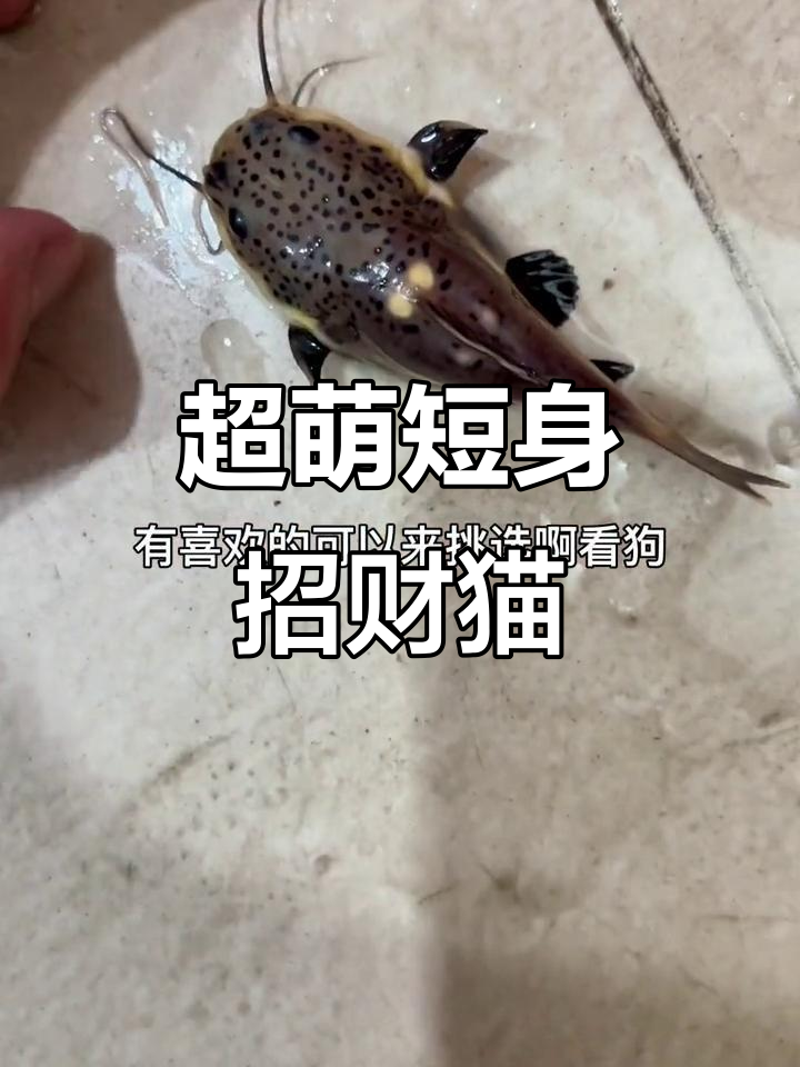 短身招财猫到货,左手有疤的鱼友才能拥有!