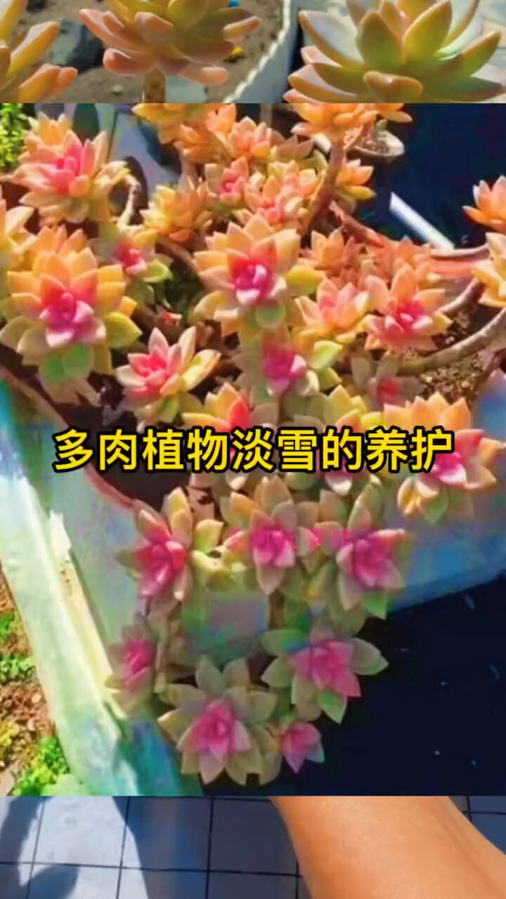 多肉植物淡雪的养护