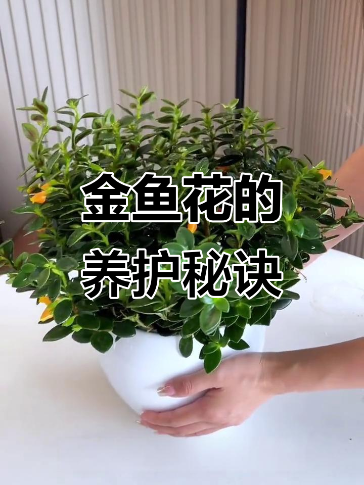 金鱼花美丽易养,浇水就能茁壮成长
