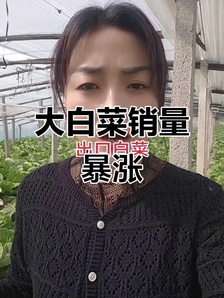山东大白菜热销国内外,北京三号火爆市场