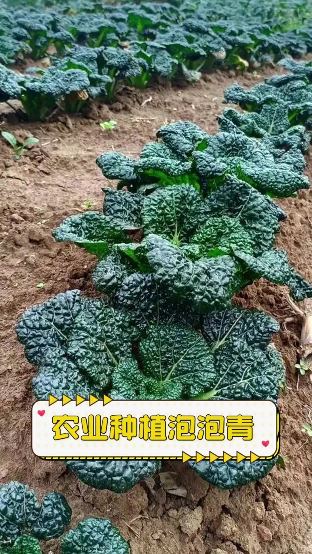 农业种植泡泡青