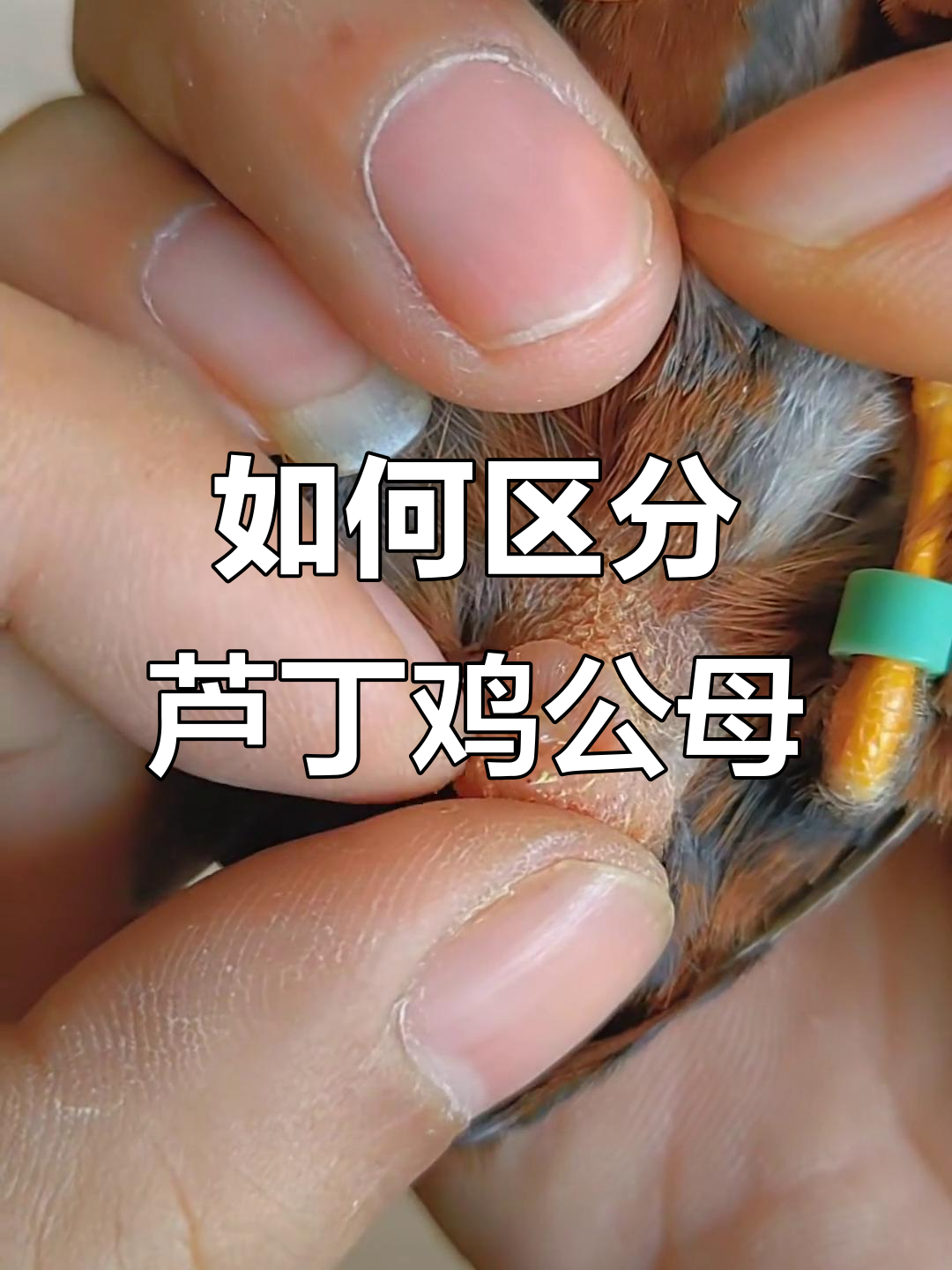 芦丁鸡公母分辨技巧,花色差异全解析