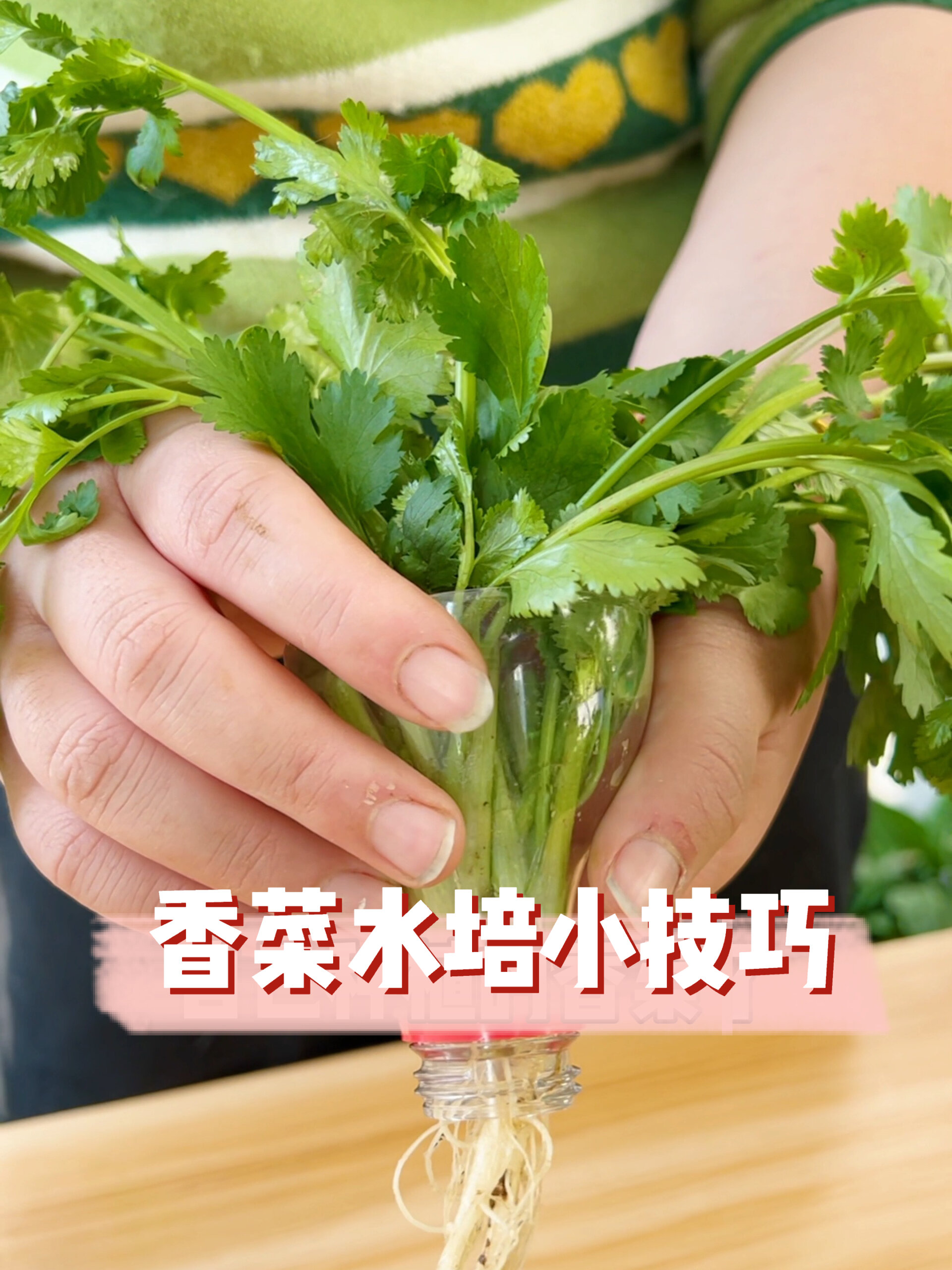 香菜水培小技巧!
