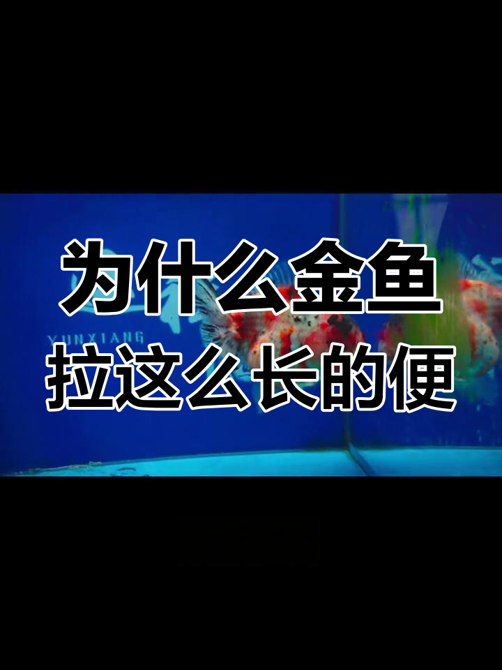 金鱼粪便为何长如飘带?揭秘原因与判断方法