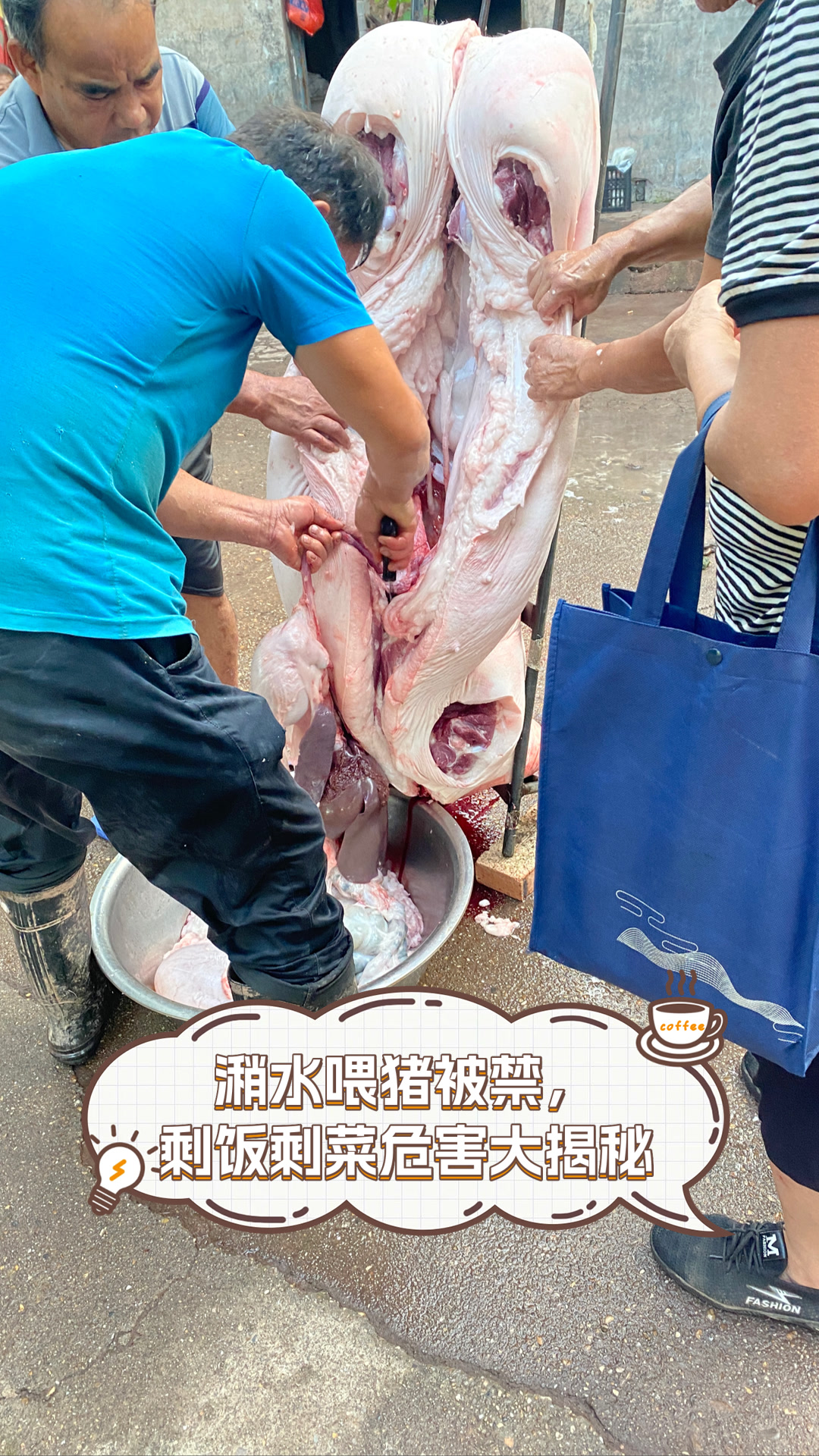 潲水喂猪被禁,剩饭剩菜危害大揭秘