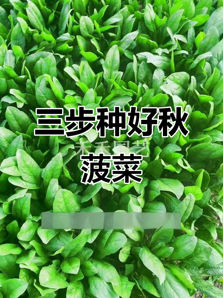 秋天菠菜种植技巧:三步教你快速出芽