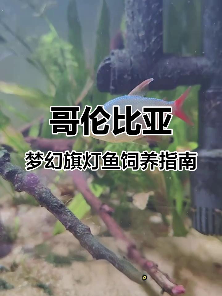 哥伦比亚梦幻旗灯鱼:水质、温度与食物全解析