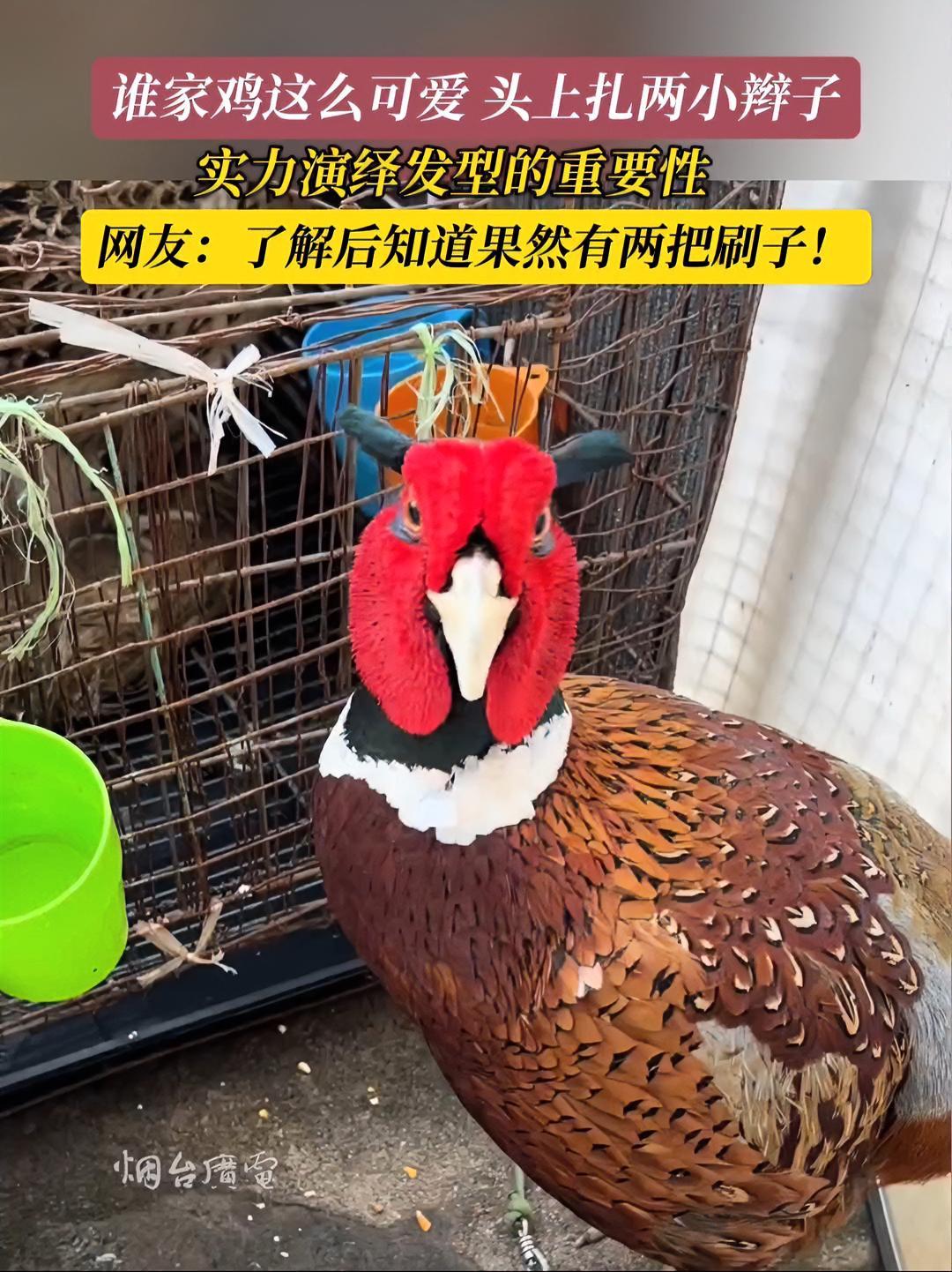 6月24日，（发布时间）浙江。被称为动物人参的七彩山鸡，实力演绎发型的重要性！可爱萌宠 七