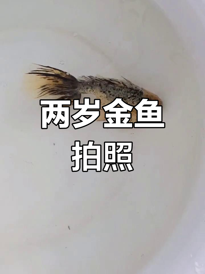 拍摄两岁金鱼,种类丰富