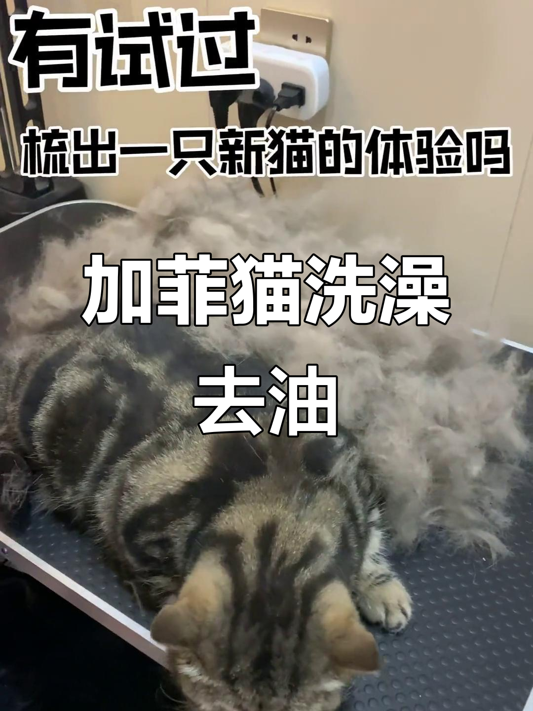 掉毛加菲猫洗澡翻新,表情包威胁全程搞笑