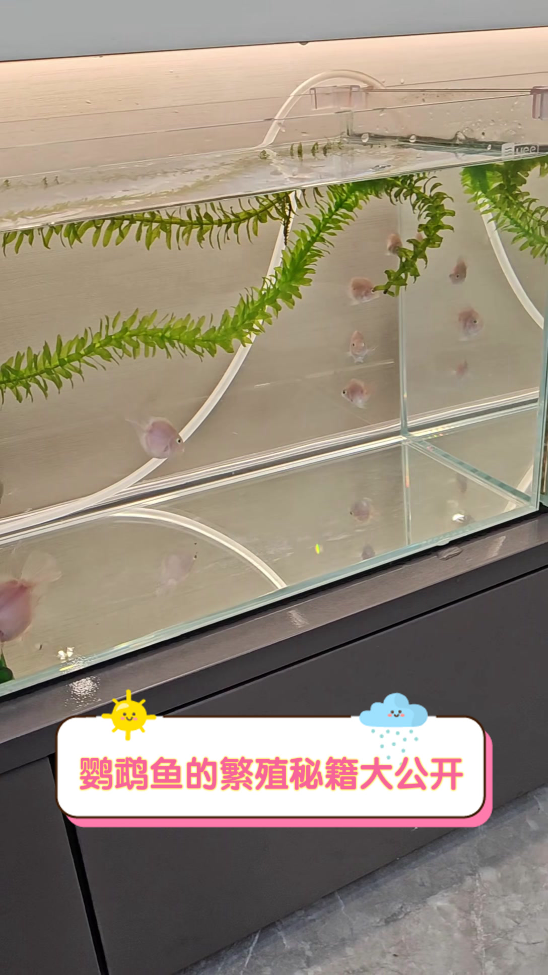 鹦鹉鱼的繁殖秘籍大公开