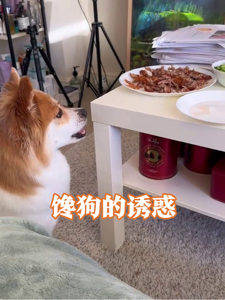 狗狗为偷吃肉干疯狂试探，表情管理失败笑翻人