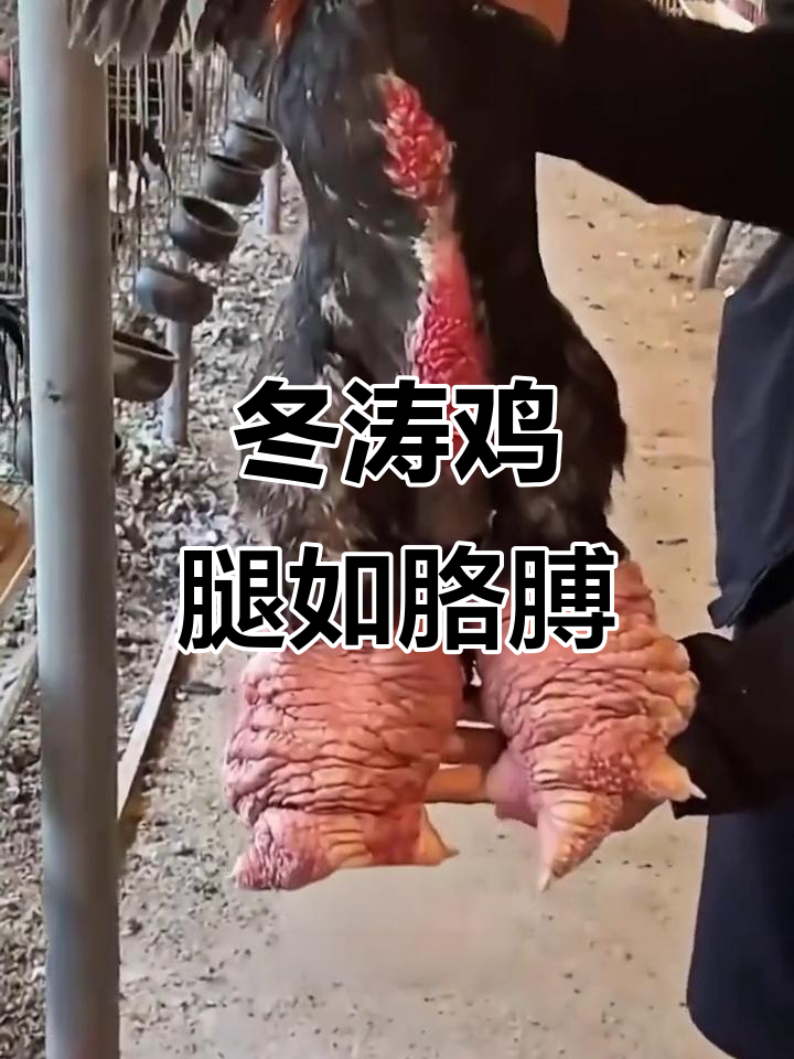 东涛鸡的巨型鸡腿,竟比手臂还粗!