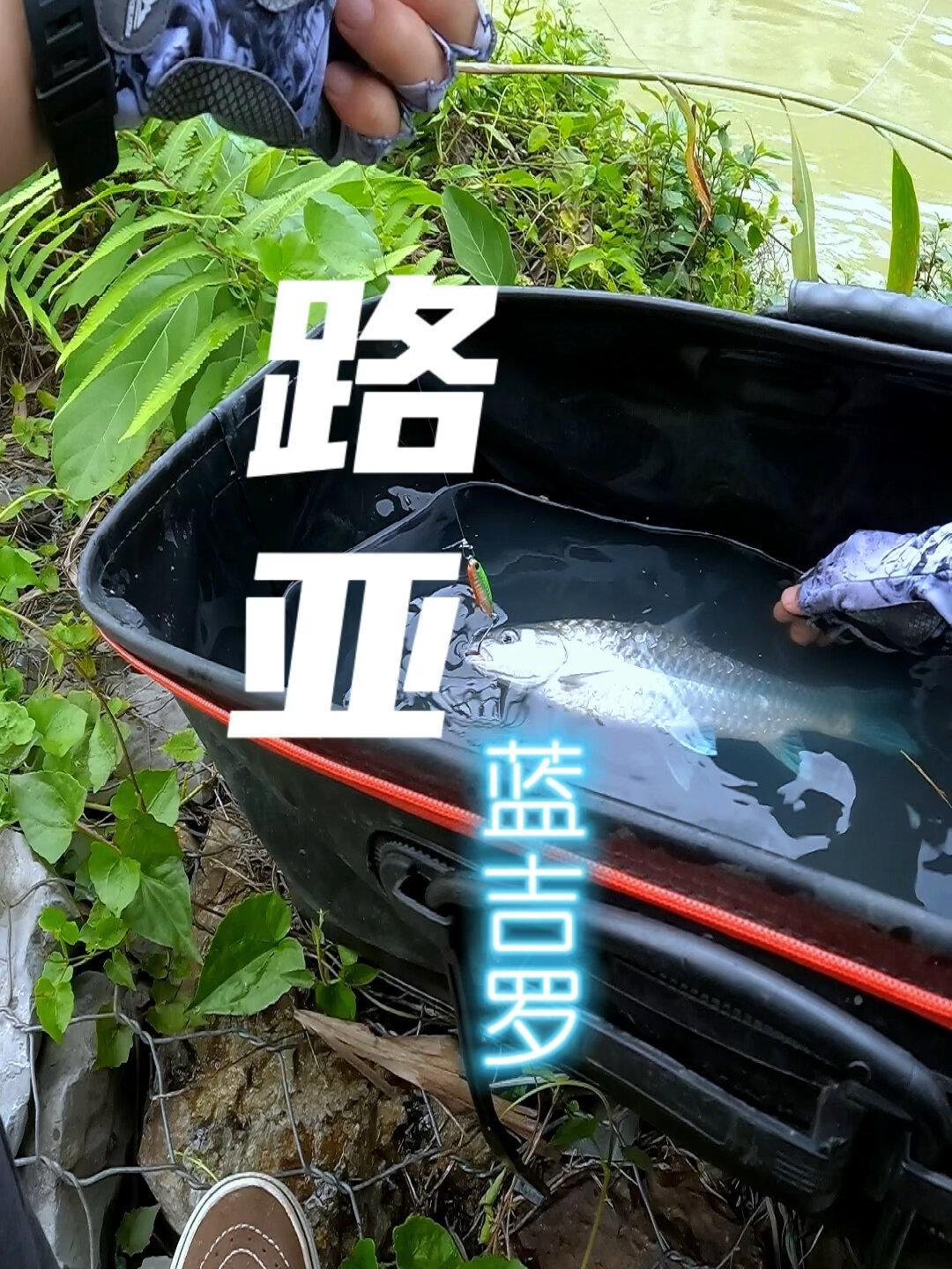 钓一夏鱼|云南梦幻鱼种忘不了蓝吉罗