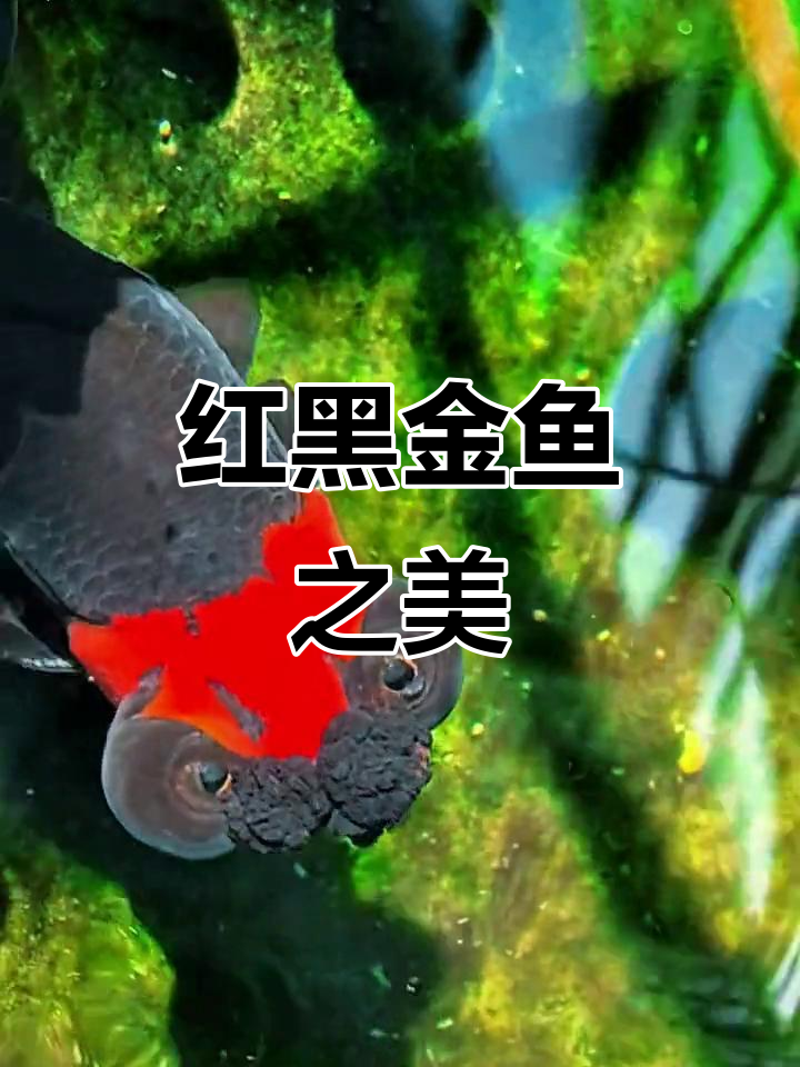 这款金鱼红黑交织,眼神独特,游动时如诗般优雅