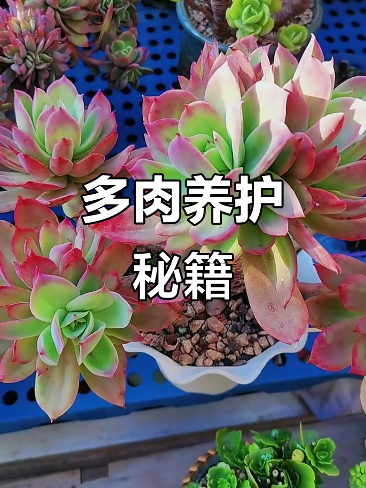 乔伊多肉,轻松养成老桩,新手必备!