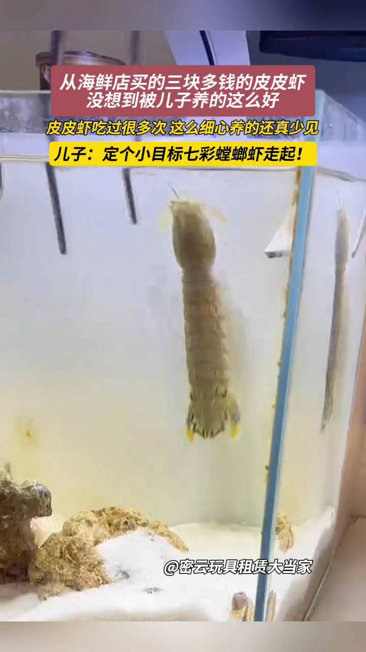 三块多钱买的皮皮虾被儿子养的这么好,七彩螳螂虾等着你哟?
