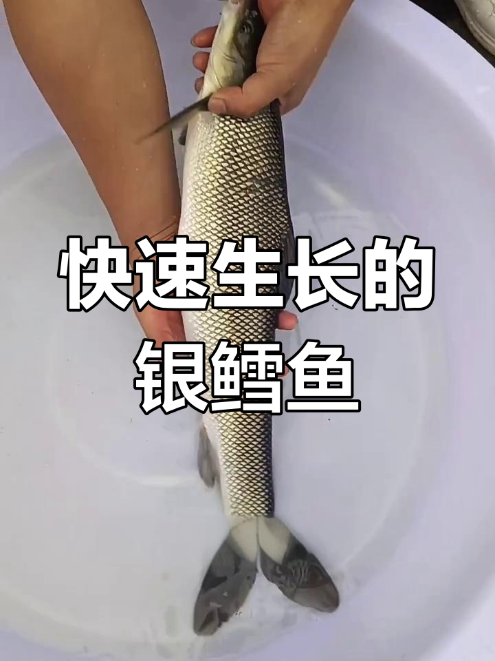 淡水银鳕鱼,生长迅速,肉质鲜美,养殖简单易行
