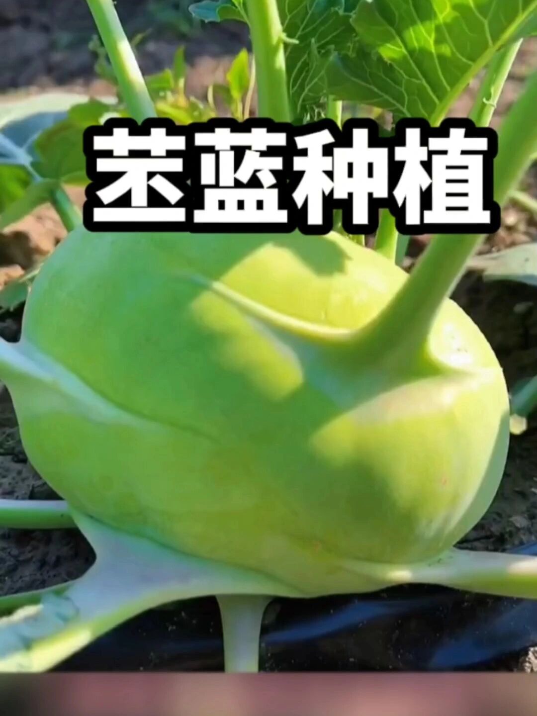 这个不常见的蔬菜您种过吗?营养丰富