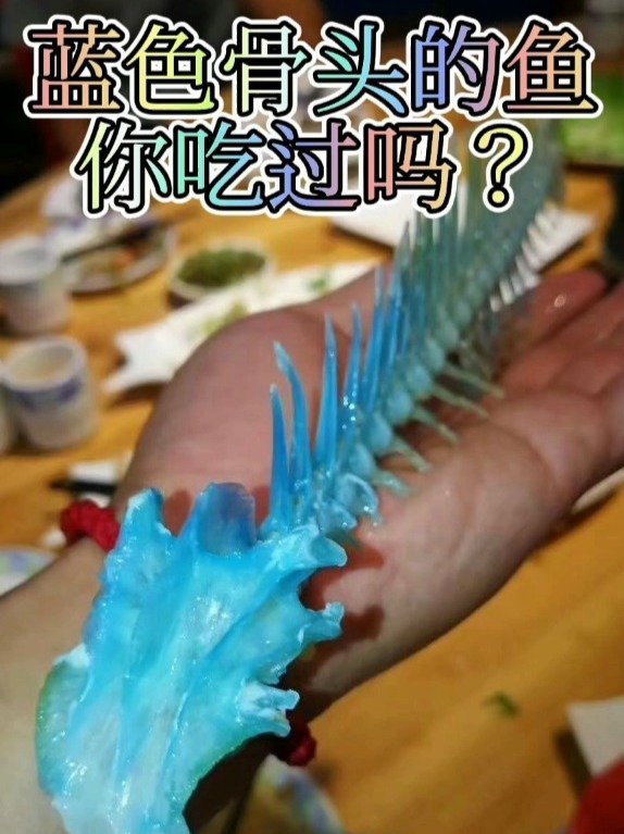 自由潜渔猎捕获蓝色骨头的鱼!