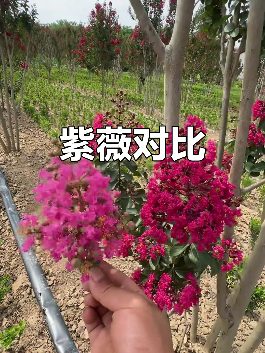 天鹅绒与粉花紫薇,哪个更迷人?