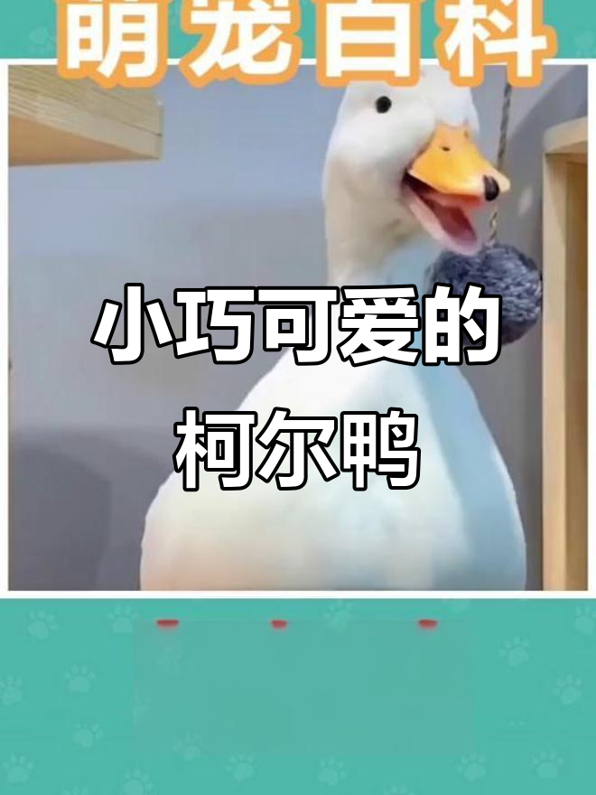 柯尔鸭：可爱迷你宠物，爱笑又粘人