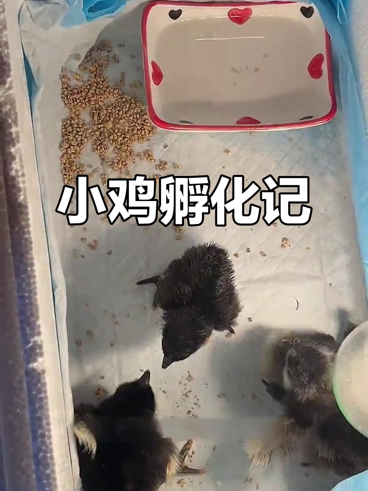 二十一天孵化,黑色小鸡破壳而出!