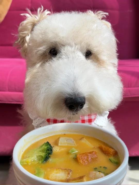 熊宝嗦南瓜奶油浓汤