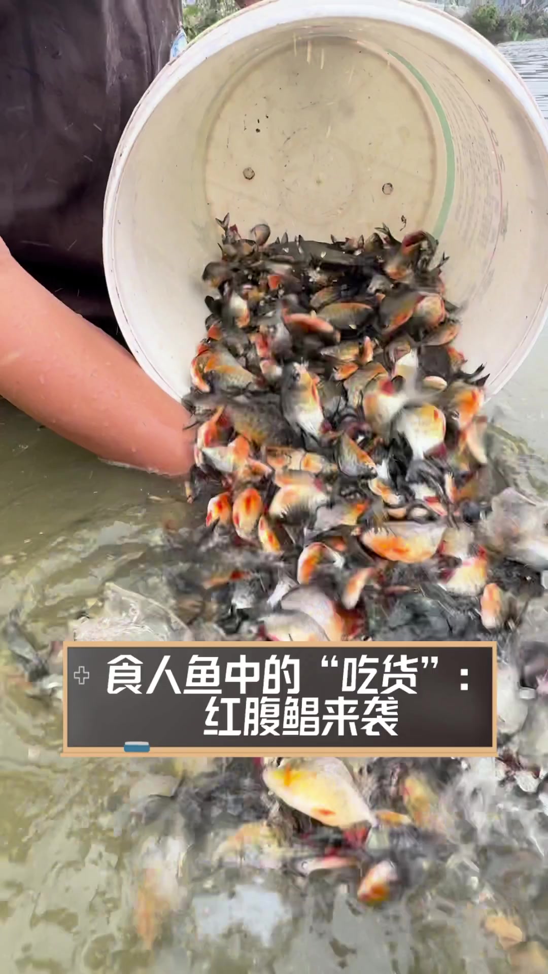 食人鱼中的“吃货”:红腹鲳来袭